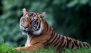 Preview wallpaper tiger, predator, animal, big cat, glance