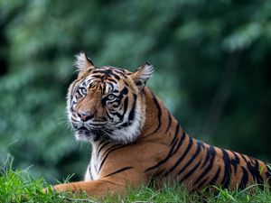 Preview wallpaper tiger, predator, animal, big cat, glance