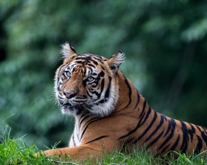 Preview wallpaper tiger, predator, animal, big cat, glance