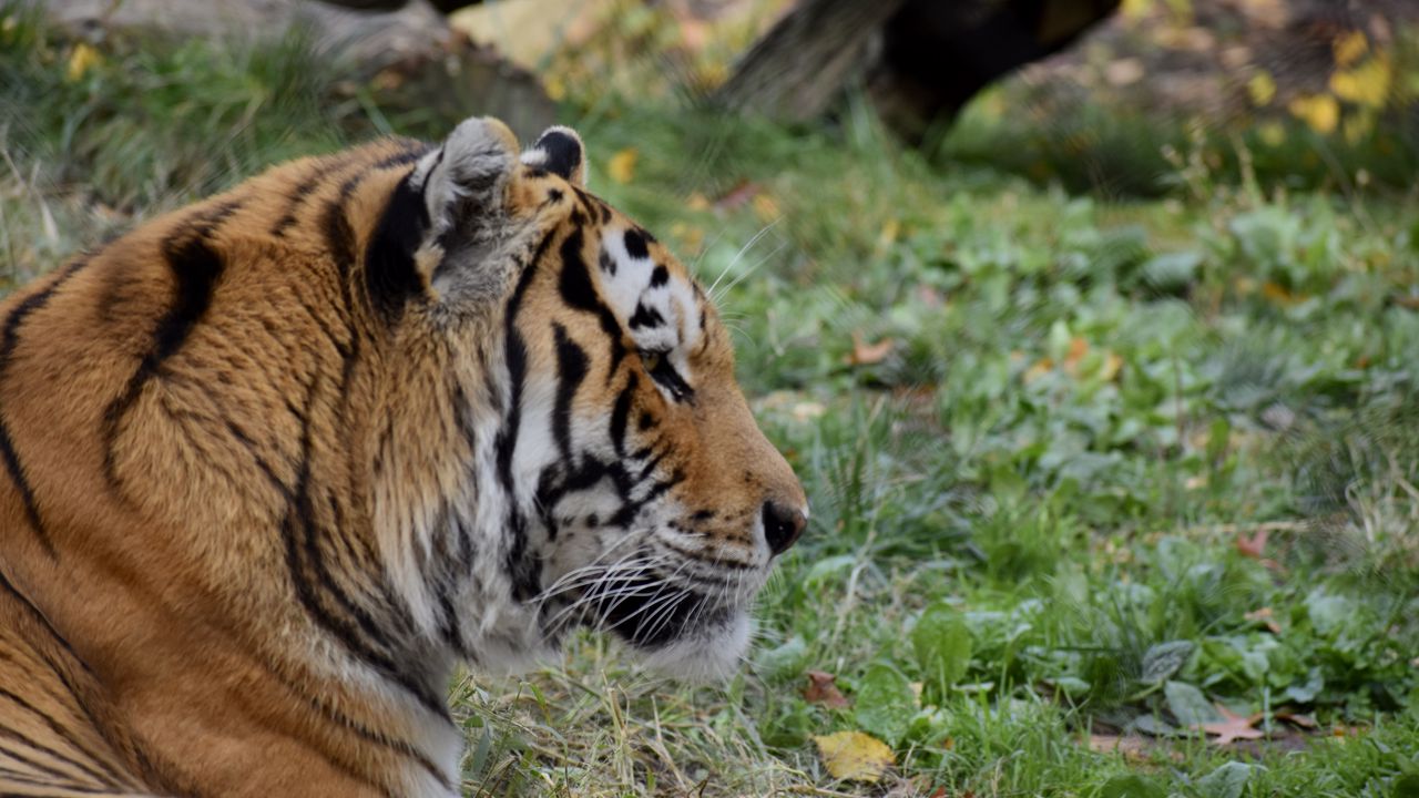 Wallpaper tiger, predator, animal, wildlife