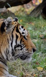 Preview wallpaper tiger, predator, animal, wildlife