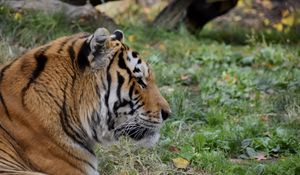 Preview wallpaper tiger, predator, animal, wildlife