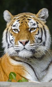 Preview wallpaper tiger, predator, animal, stripes, big cat