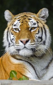 Preview wallpaper tiger, predator, animal, stripes, big cat