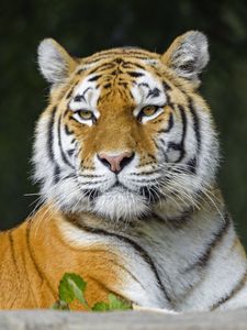 Preview wallpaper tiger, predator, animal, stripes, big cat