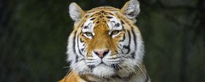Preview wallpaper tiger, predator, animal, stripes, big cat