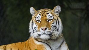 Preview wallpaper tiger, predator, animal, stripes, big cat