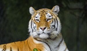 Preview wallpaper tiger, predator, animal, stripes, big cat