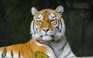 Preview wallpaper tiger, predator, animal, stripes, big cat