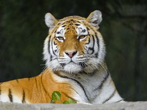 Preview wallpaper tiger, predator, animal, stripes, big cat