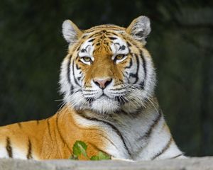 Preview wallpaper tiger, predator, animal, stripes, big cat