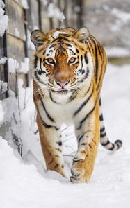 Preview wallpaper tiger, predator, animal, protruding tongue, snow, big cat