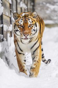 Preview wallpaper tiger, predator, animal, protruding tongue, snow, big cat