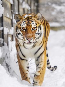 Preview wallpaper tiger, predator, animal, protruding tongue, snow, big cat