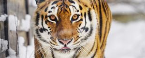 Preview wallpaper tiger, predator, animal, protruding tongue, snow, big cat