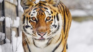 Preview wallpaper tiger, predator, animal, protruding tongue, snow, big cat