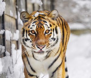 Preview wallpaper tiger, predator, animal, protruding tongue, snow, big cat