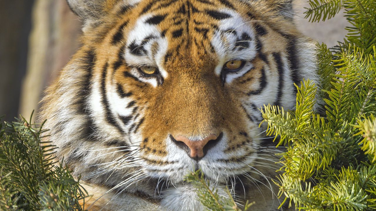 Wallpaper tiger, predator, animal, needles