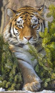 Preview wallpaper tiger, predator, animal, needles