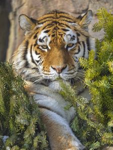 Preview wallpaper tiger, predator, animal, needles