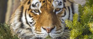 Preview wallpaper tiger, predator, animal, needles