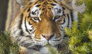 Preview wallpaper tiger, predator, animal, needles