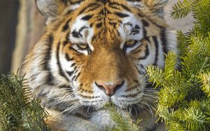 Preview wallpaper tiger, predator, animal, needles