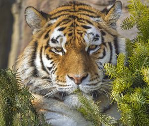 Preview wallpaper tiger, predator, animal, needles