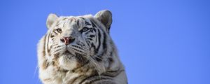 Preview wallpaper tiger, predator, animal, white