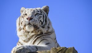 Preview wallpaper tiger, predator, animal, white