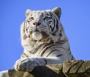 Preview wallpaper tiger, predator, animal, white