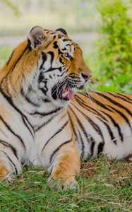 Preview wallpaper tiger, predator, animal, big cat, yawn