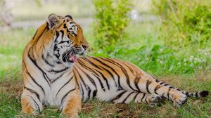 Preview wallpaper tiger, predator, animal, big cat, yawn