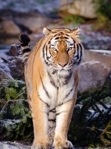 Preview wallpaper tiger, predator, animal, blur