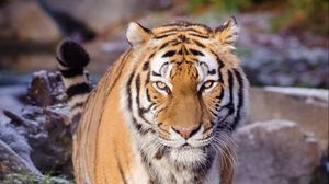 Preview wallpaper tiger, predator, animal, blur