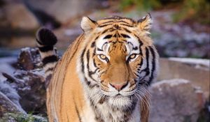 Preview wallpaper tiger, predator, animal, blur