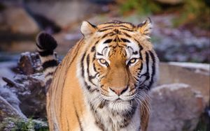Preview wallpaper tiger, predator, animal, blur