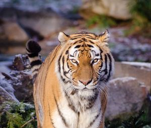 Preview wallpaper tiger, predator, animal, blur