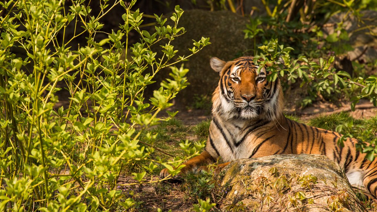 Wallpaper tiger, predator, animal, stone, branches