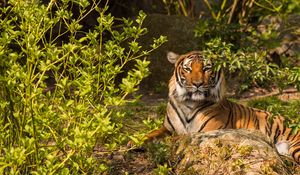 Preview wallpaper tiger, predator, animal, stone, branches