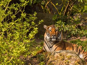 Preview wallpaper tiger, predator, animal, stone, branches
