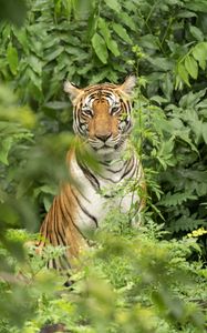Preview wallpaper tiger, predator, animal, leaves, wildlife