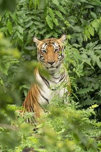 Preview wallpaper tiger, predator, animal, leaves, wildlife