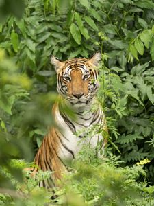 Preview wallpaper tiger, predator, animal, leaves, wildlife