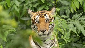 Preview wallpaper tiger, predator, animal, leaves, wildlife