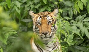 Preview wallpaper tiger, predator, animal, leaves, wildlife