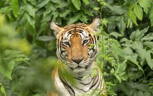 Preview wallpaper tiger, predator, animal, leaves, wildlife
