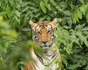 Preview wallpaper tiger, predator, animal, leaves, wildlife