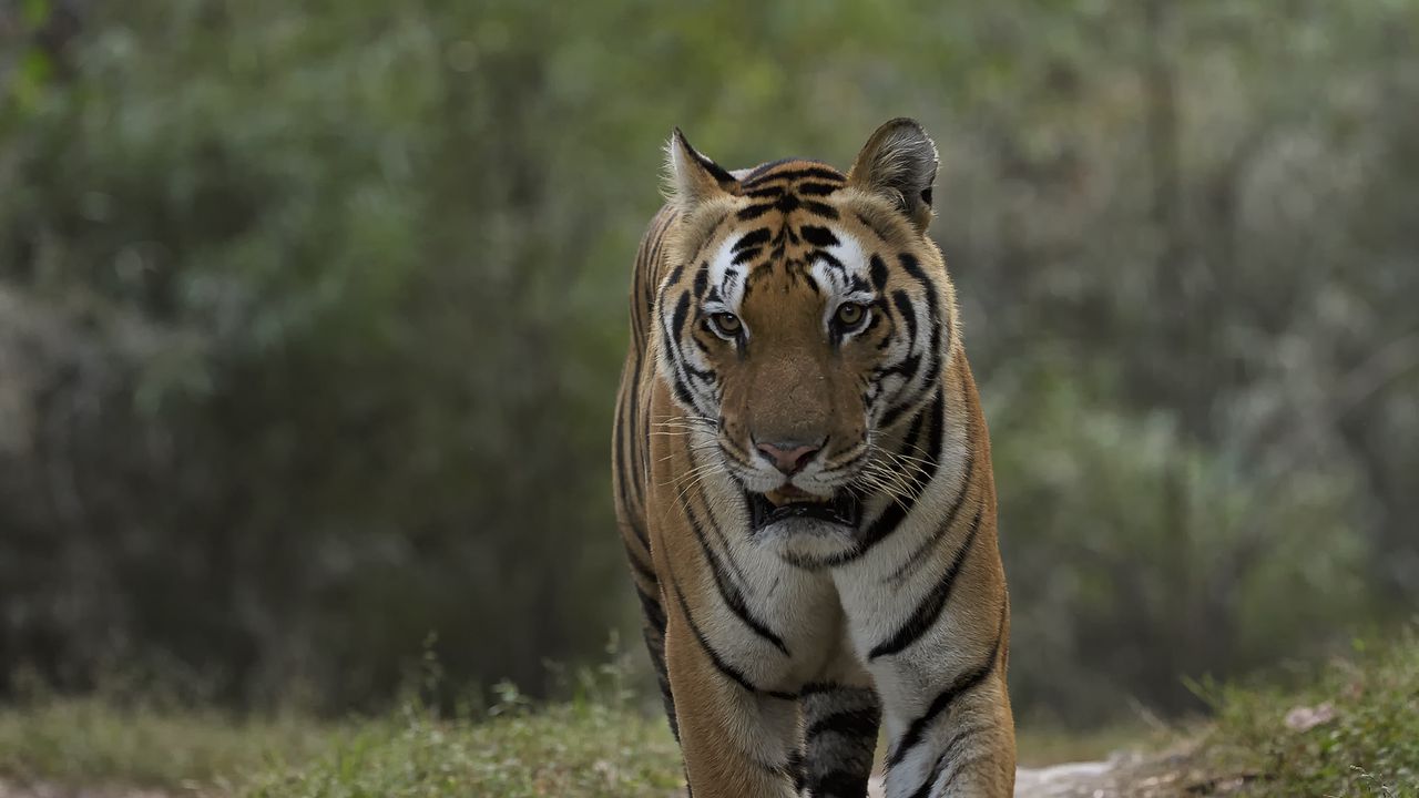 Wallpaper tiger, predator, animal, movement