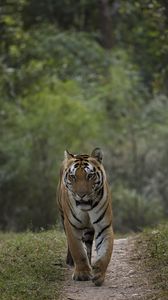 Preview wallpaper tiger, predator, animal, movement